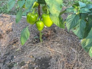 1-этажный дом, 20 м², 8.2 соток