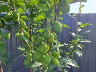 2-этажный дом, 140 м², 12 соток