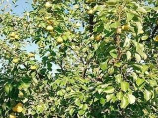 1-этажный дом, 96 м², 15 соток