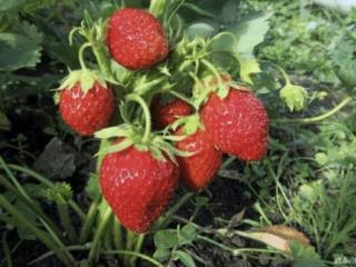 1-этажный дом, 60 м², 18 соток