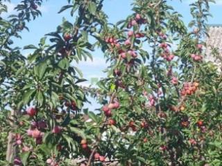 1-этажный дом, 60 м², 10 соток