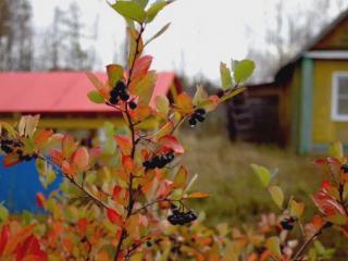  дом, 20 м², 25 соток