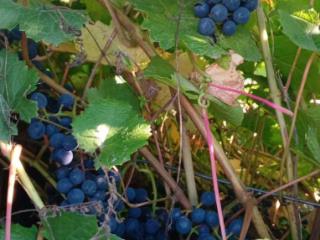 1-этажный дом, 152.6 м², 14.5 соток