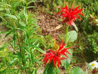 2-этажный дом, 61.5 м², 10.51 соток