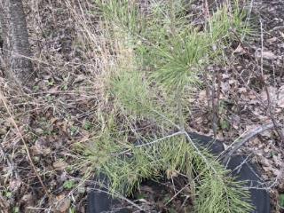  коттедж, 20 м², 6 соток