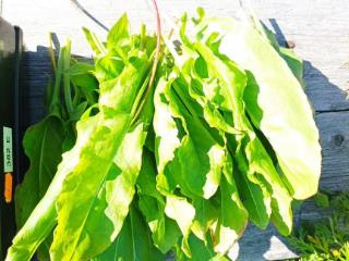  коттедж, 15.5 м², 10 соток