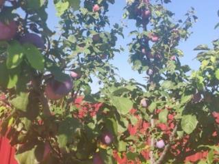 1-этажный дом, 63 м², 6 соток