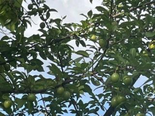 1-этажный дом, 23 м², 9 соток