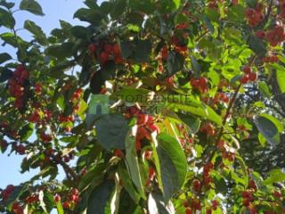 1-этажный дом, 60 м², 10 соток