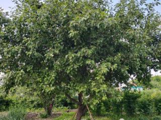  дом, 12 м², 6 соток