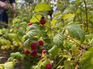  дом, 31 м², 10.11 соток