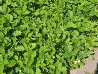 1-этажный дом, 80 м², 25 соток