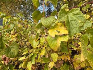  дом, 31 м², 10.11 соток