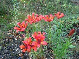 2-этажный дом, 61.5 м², 10.51 соток