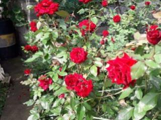 1-этажный дом, 46.5 м², 5.5 соток