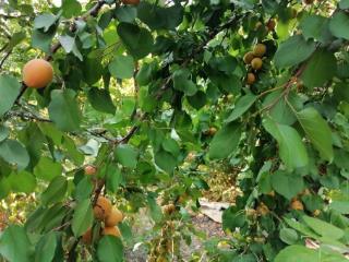 1-этажный дом, 19.5 м², 10 соток