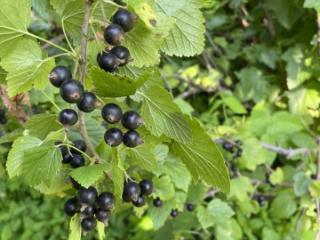 1-этажный дом, 30 м², 8 соток