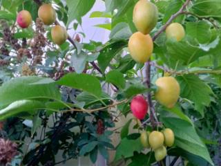 1-этажный дом, 152.6 м², 14.5 соток