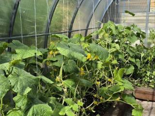  коттедж, 30 м², 6.6 соток