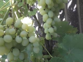 1-этажный дом, 46.5 м², 5.5 соток