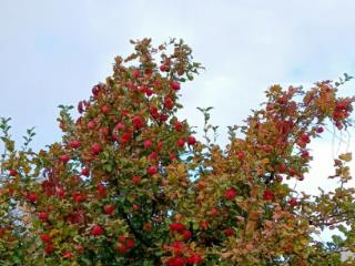 2-этажный дом, 110 м², 16 соток