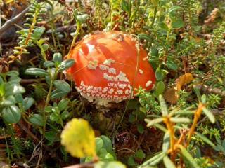 Продается земельный участок, 7 соток