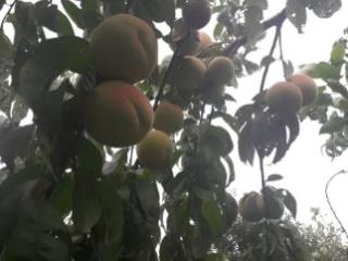 1-этажный дом, 46.5 м², 5.5 соток