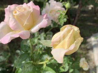 3-этажный дом, 303 м², 10 соток