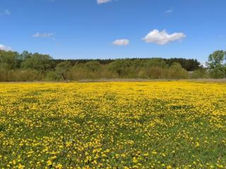  дом, 40 м², 38 соток