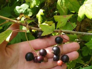  коттедж, 59.4 м², 6 соток