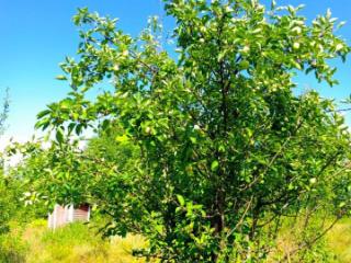 1-этажный дом, 32.2 м², 30.3 соток