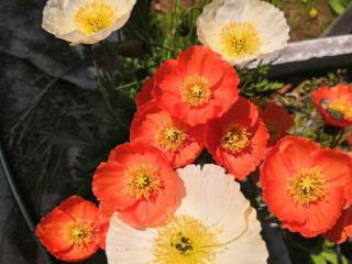  дом, 38 м², 7 соток