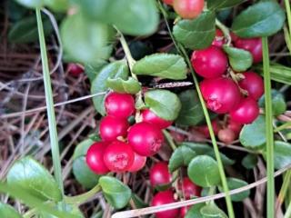  дом, 38 м², 7 соток