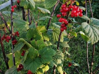  дом, 30 м², 6 соток