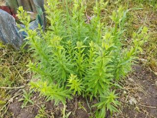  дом, 41 м², 13 соток