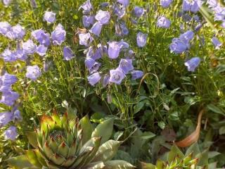 1-этажный дом, 56.4 м², 8.5 соток