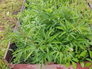  дом, 41 м², 13 соток