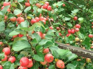 1-этажный дом, 36 м², 29 соток