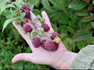 1-этажный дом, 60 м², 18 соток