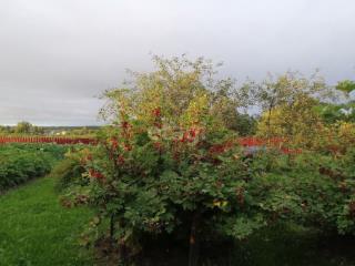 2-этажный дом, 224 м², 32 сотки