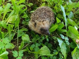 2-этажный дом, 54 м², 6.4 соток