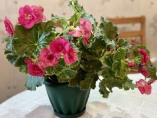 1-этажный дом, 147 м², 31 сотка