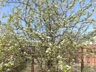 1-этажный дом, 78 м², 7.7 соток