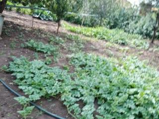 1-этажный дом, 70.7 м², 8.8 соток