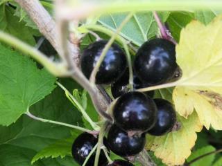  дом, 38 м², 7 соток