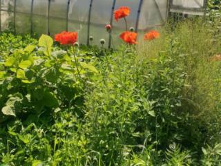 1-этажный дом, 80 м², 25 соток