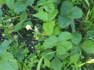 1-этажный дом, 80 м², 25 соток