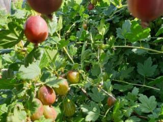 2-этажный дом, 100 м², 30 соток