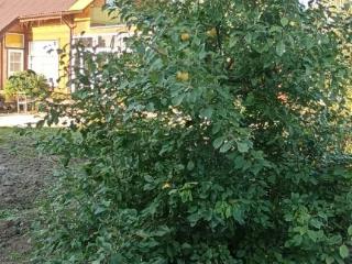 2-этажный дом, 158.1 м², 17 соток