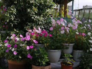  дом, 36.4 м², 15 соток